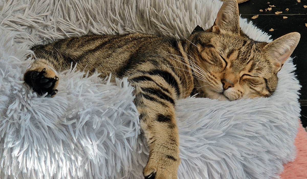 Loving Cat Sitting and Pet Care by Wedodii.
A relaxed cat lounging at home with a caring Wedodii pet sitter nearby.
This image captures the calm and comfort pets feel with Wedodii's cat and pet sitting service. A content cat lounges peacefully in its familiar home environment, cared for by a compassionate and experienced sitter from Wedodii. Whether you're away for a weekend or an extended trip, Wedodii provides reliable, in-home pet care that keeps your furry friends happy, stress-free, and well-loved. Our services include feeding, playtime, litter box cleaning, and personalised attention for cats and pets of all kinds.
cat sitting service, pet sitter near me, in-home pet care, Wedodii pet services, cat care at home, trusted pet sitters, reliable pet sitting, pet care company, stress-free cat sitting, professional pet sitting service